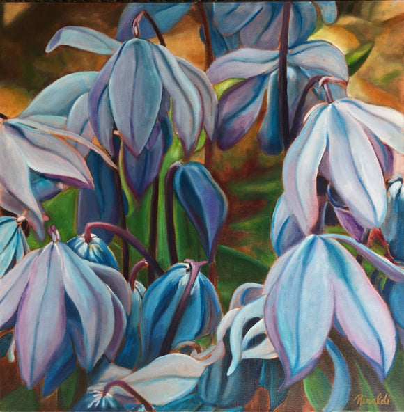 Scilla