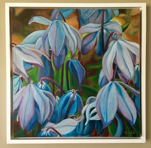 Scilla