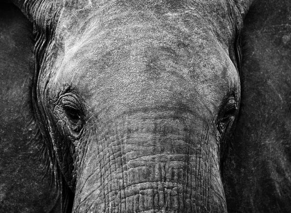 Inquisitive Elephant