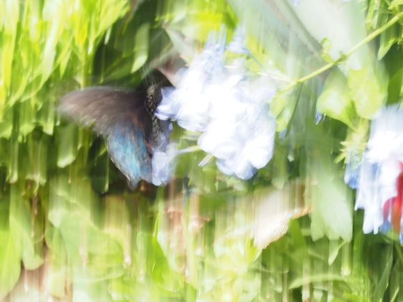 Oscillations