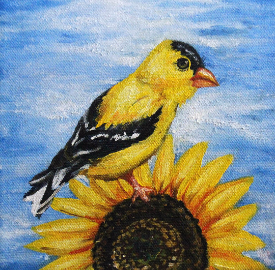 American Golden Finch
