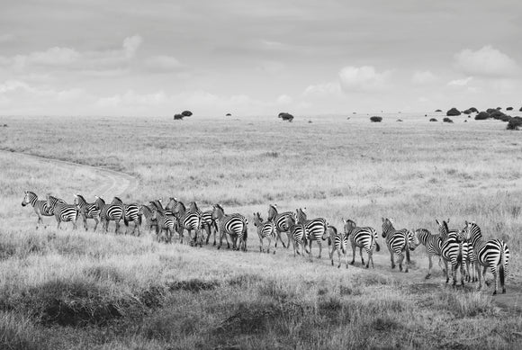 Zebra Crossing