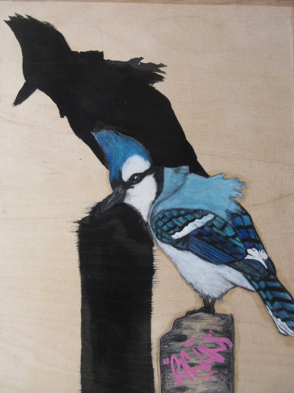 Boy Blue Jay